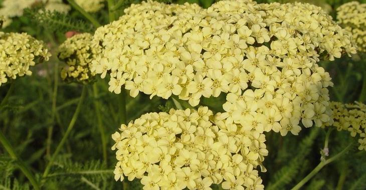 Achillea 'Hella Glashoff'